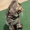 Bengal kitten - female #1