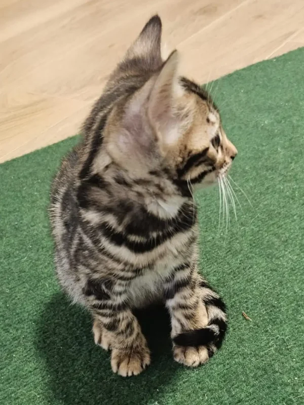 Bengal kitten - female #1