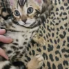 Bengal Kitten - female #3