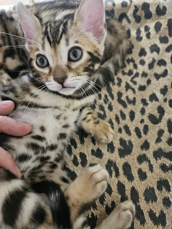 Bengal Kitten - female #3