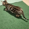 Bengal kitten - female #1