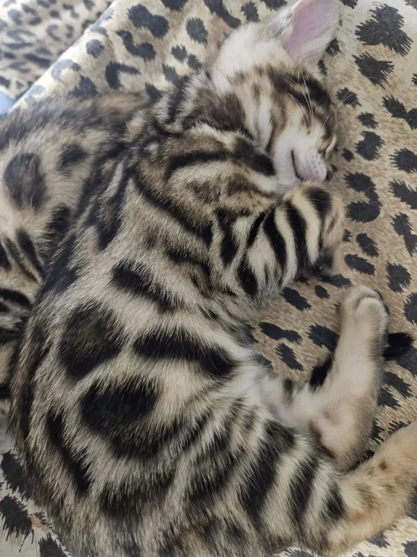 Bengal Kitten - female #3