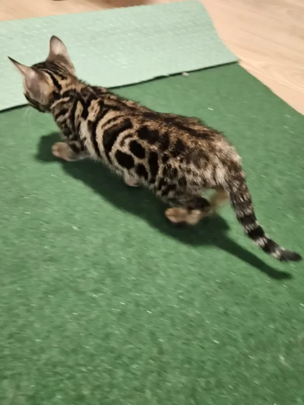 Bengal kitten - female #1