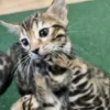 Bengal kitten - female #1