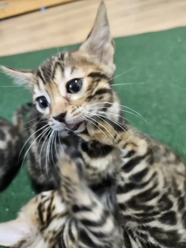 Bengal kitten - female #1