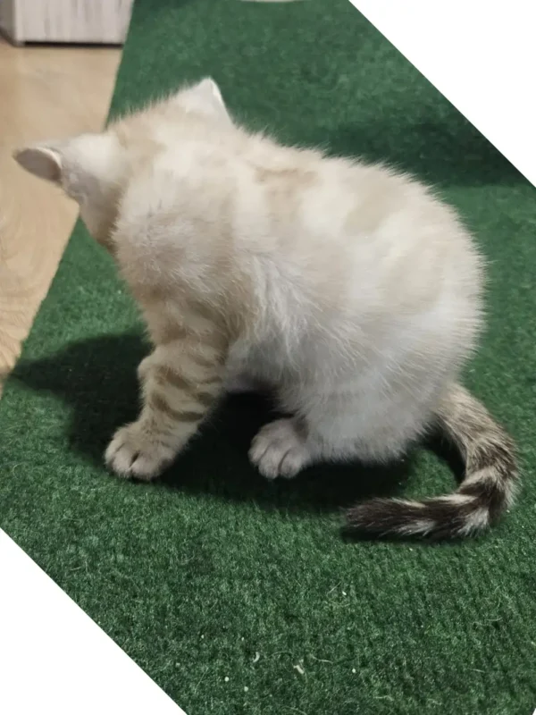 Snow Bengal kitten - female #5