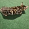 Bengal kitten - female #1