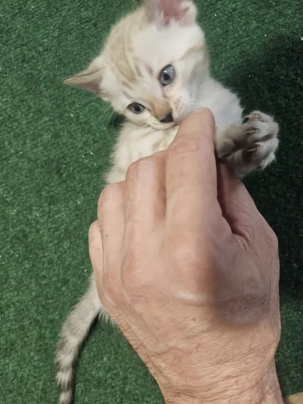 Snow Bengal kitten - female #5