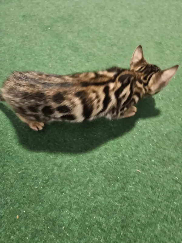 Bengal kitten - female #1