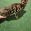 Bengal kitten - female #1