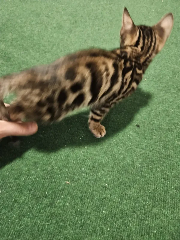 Bengal kitten - female #1