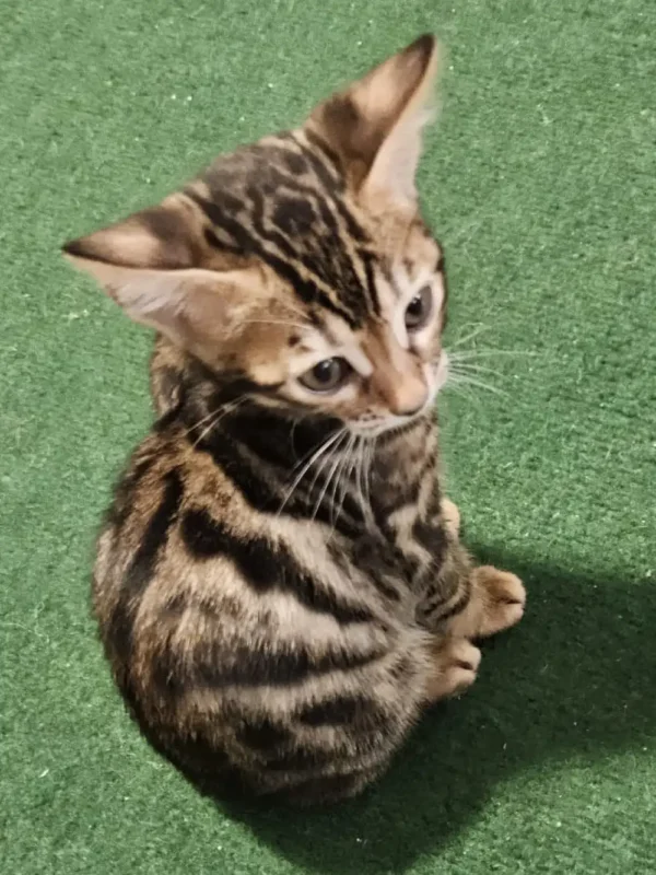 Bengal kitten - female #1