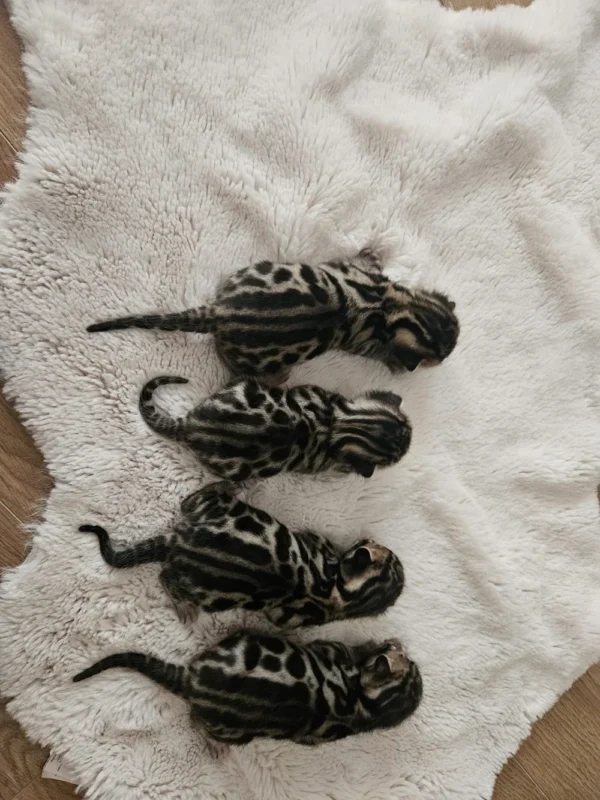 Beautiful bengal kittens for sale with prominent rosettes