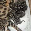Bengal kittens for sale from award-winning parents