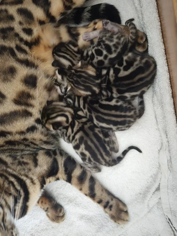 Bengal kittens for sale from award-winning parents