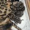 Bengal kittens for sale looking for a warm and caring home