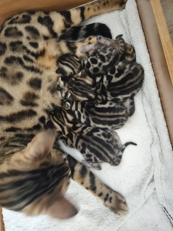 Bengal kittens for sale looking for a warm and caring home