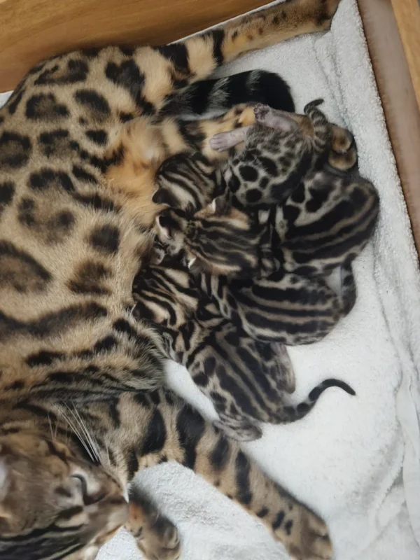 Bengal kittens for sale napping on a soft pillow
