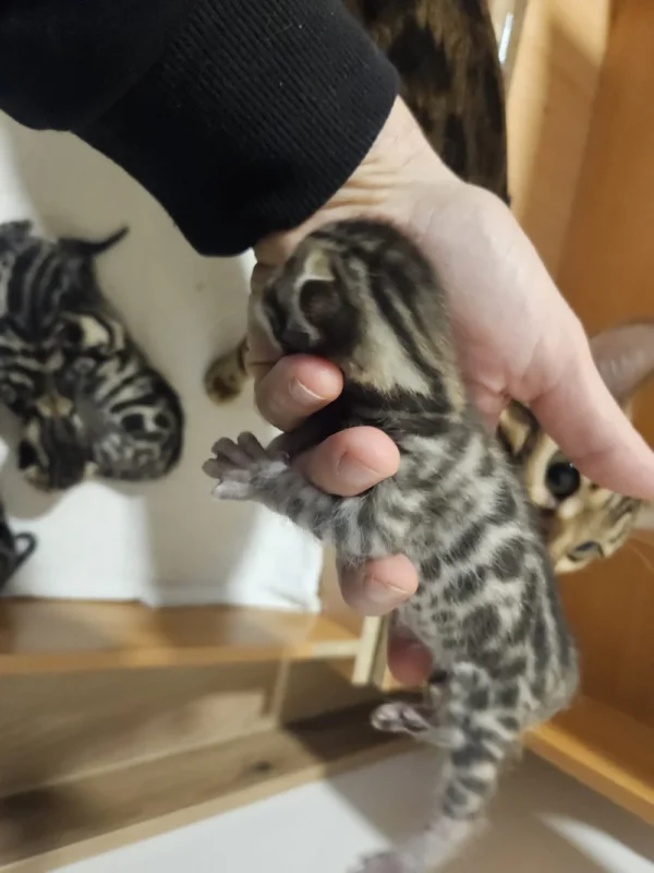 Bengal kittens for sale playing with toys