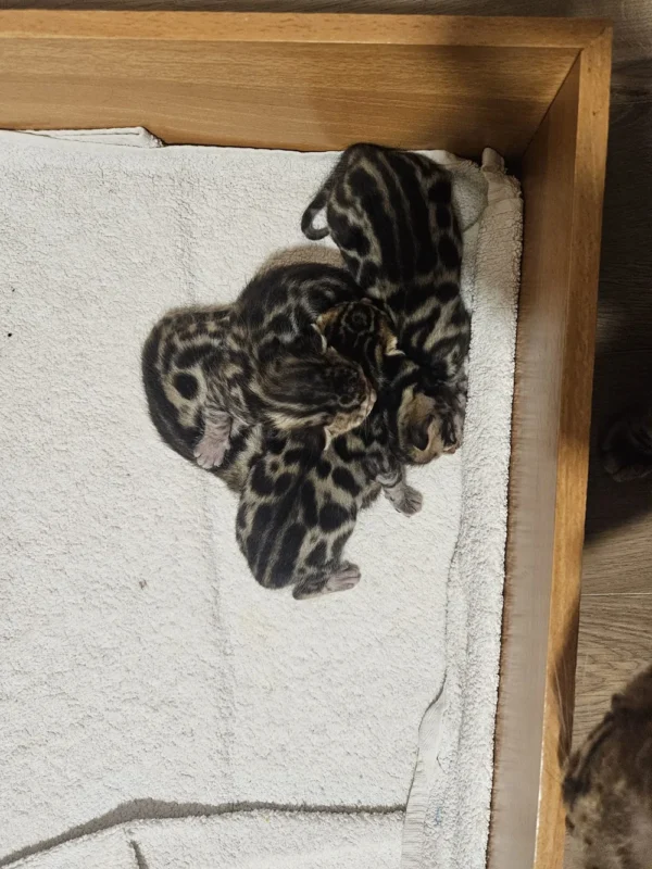 Bengal kittens for sale raised with children and indoor living