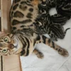Bengal kittens for sale that look like little leopards
