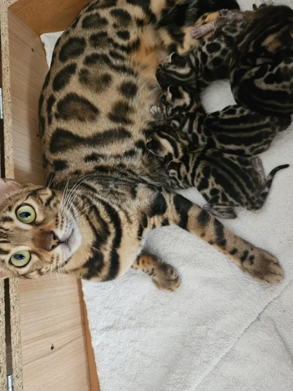 Bengal kittens for sale that look like little leopards