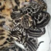Bengal kittens for sale with high contrast and clean coat pattern