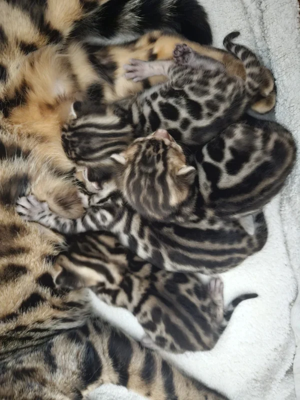 Bengal kittens for sale with high contrast and clean coat pattern