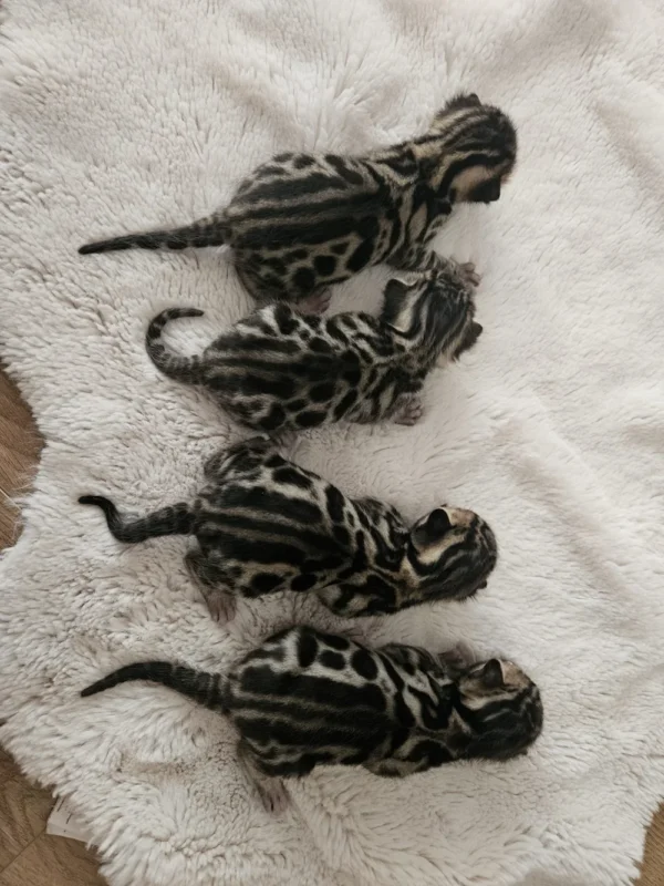 Bengal kittens for sale with leopard pattern and glitter coat