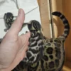 Bengalski mačići na prodaju koji izgledaju kao mali leopardi