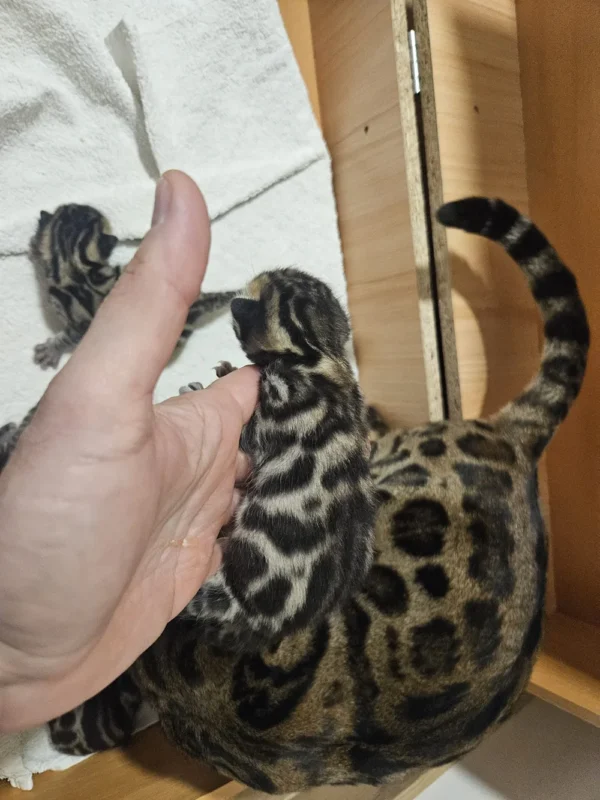 Bengalski mačići na prodaju koji izgledaju kao mali leopardi