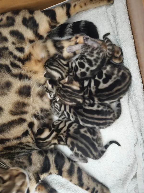 Bengalski mačići na prodaju naučeni na život u stanu i djecu