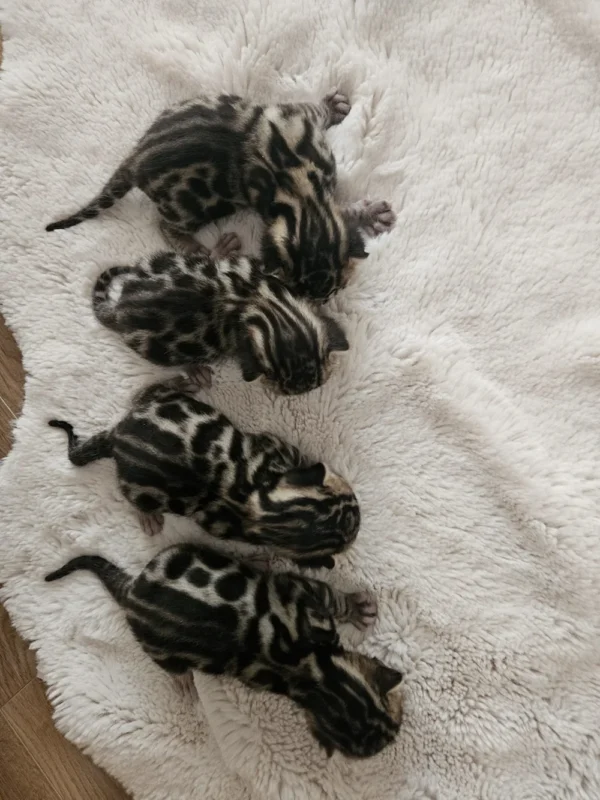 Brown spotted bengal kittens for sale at Cat Bengal cattery