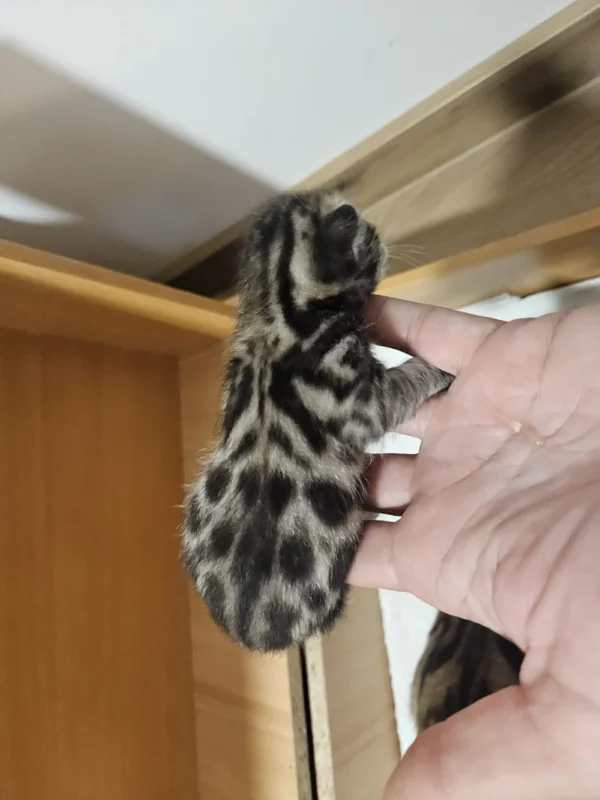 Group of kittens together, happy bengal kittens for sale