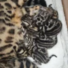 Intelligent and active bengal kittens for sale from a new litter