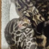 Playful bengal kittens for sale in a home environment