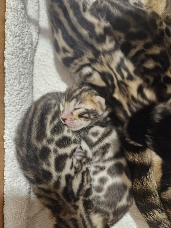 Playful bengal kittens for sale in a home environment