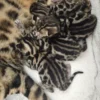 Prekrasni bengalski mačići na prodaju s izraženim rozetama