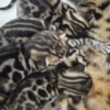 Purebred bengal kittens for sale with full documentation