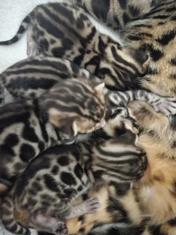 Purebred bengal kittens for sale with full documentation