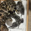 Silver bengal kittens for sale with black spots