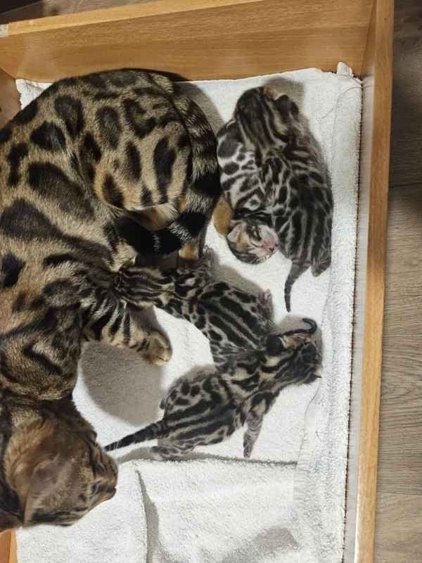 Silver bengal kittens for sale with black spots