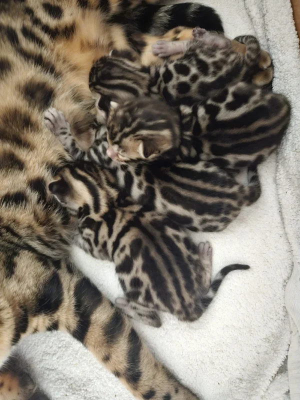 Snow bengal kittens for sale, rare and exotic color
