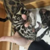 Socialized and affectionate bengal kittens for sale for new owners