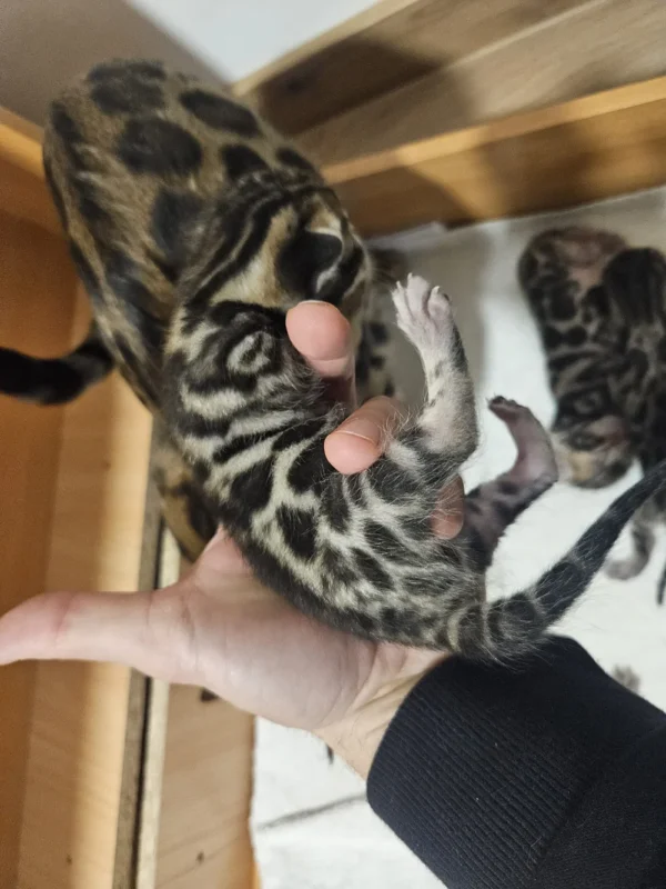 Socialized and affectionate bengal kittens for sale for new owners