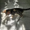 Affectionate male Bengal kitten Hugo looking for a home. Affectionate male Bengal kitten Hugo looking for a home.