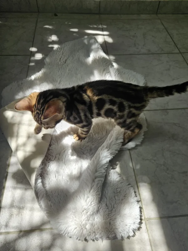 Affectionate male Bengal kitten Hugo looking for a home. Affectionate male Bengal kitten Hugo looking for a home.
