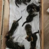 Available Bengal kittens for sale from our latest litter.