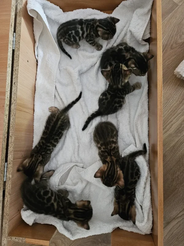 Available Bengal kittens for sale from our latest litter.