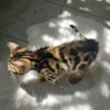 Active male Bengal kitten for sale available now. Active male Bengal kitten for sale available now.